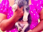 German Shepherd Long Coat Puppies