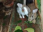 Rabbits