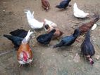 Chickens with Roosters