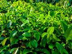 කුරුඳු පැල