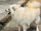 Pomeranian Dog