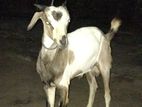 Goat (Eluwa)