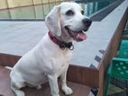 Lomon Beage Pure Breed for Crossing