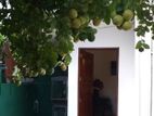 Lemon Plants