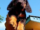 Long Coat Dachshund Male Puppy