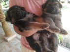 Long Coat German Sheperd Puppies