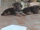 Long Coat German Shepherd Puppies