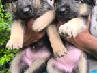 Long Coat German Shepherd
