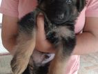 Long Coat German Shepherd Puppies