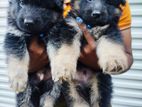 Long Coat German Shepherd Puppies