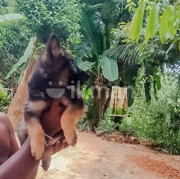 Long Coat German Shepherd Puppies for Sale in Galle City ikman