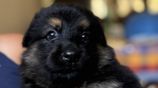 Long Coat German Shepherd Puppies