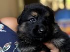 Long Coat German Shepherd Puppies