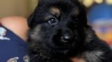 Long Coat German Shepherd Puppies