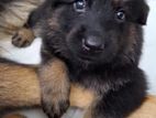 Long Coat German Shepherd Puppies