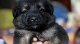 Long Coat German Shepherd Puppies