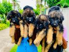 Long Coat German Shepherd Puppies
