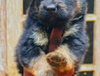Long coat german shepherd puppies.