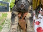 Long Coat German Shepherd Puppies