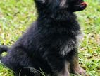 Long Coat German Shepherd Puppies