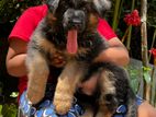 Long Coat German Shepherd Puppy