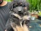 Long Coat German Shepherd Puppy