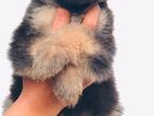 Long coat german shepherd puppy