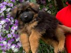 German Shepherd Puppies