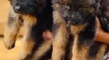 Long Coat German Shepherd Puppies