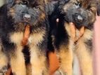 Long Coat German Shepherd Puppies