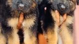 Long Coat German Shepherd Puppies