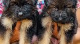 Long Coat German Shepherd Puppies