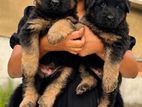 German Shepherd Puppies