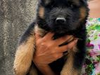 Long Coat German Sherpeds Impored Bloodline