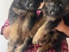 German Shepherd Puppies