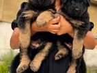 Long Coat German Shepherd Puppy