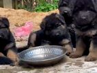 Germen Shepered Long Coat Puppies