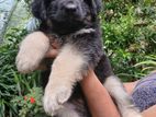 Long Coat Lion Shepherd Puppies