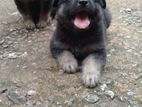 Lion Shepherd Puppies