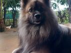 Long Coat Pomeranian Puppies