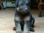 German Shepherd Puppies