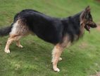 Long Cort German Shepherd Dog for Crossing