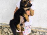 long court sheperd puppies