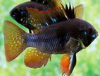 Long Fin Black Ram Cichlid