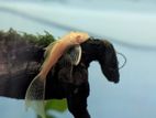 Long fin bristolnose pleco