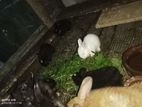 Long Hair Angora Rabbit