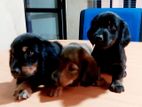 Long Hair Daschound Puppies