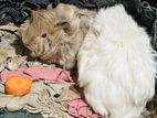 Long Hair Guinea Pig
