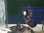 Fancy Pigeon