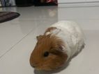 Long Hair Guinea Pig